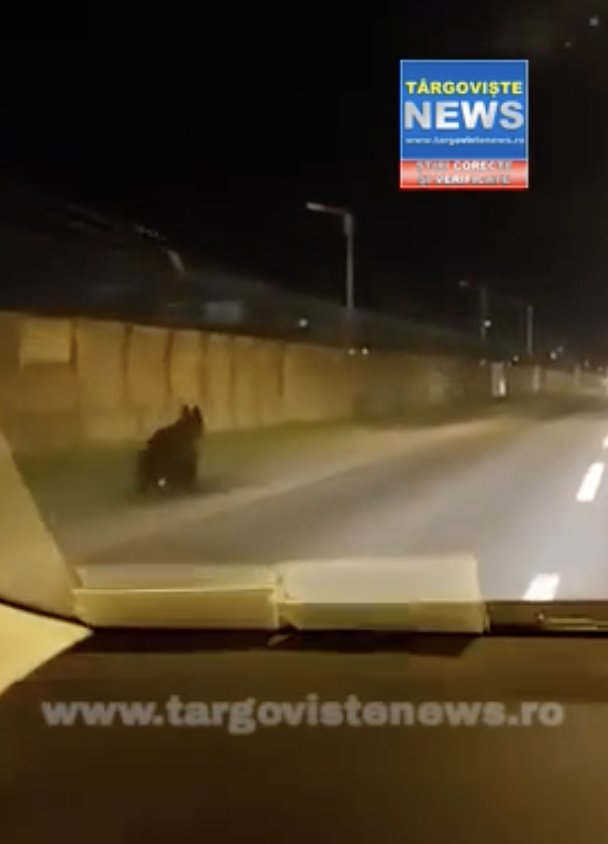 Ploieștenii au primit mesaj RO-ALERT după ce un urs a fost filmat pe o stradă de la marginea orașului